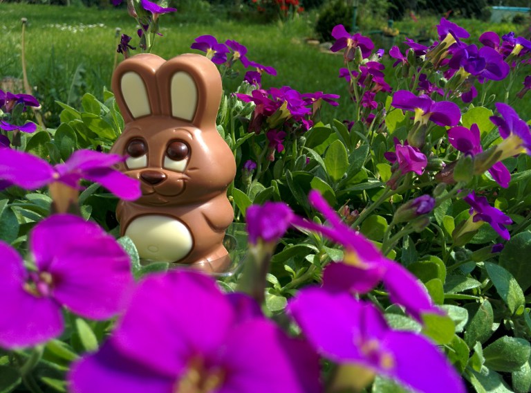 chocolate-bunny-329299